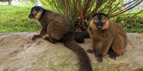Collared lemur brothers Beemer (left) and Bentley (right).