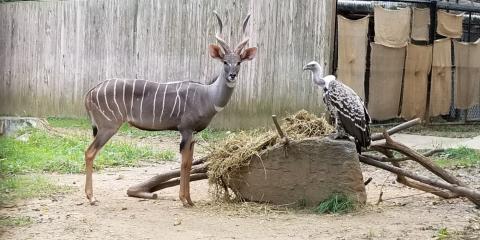 Male lesser kudu, Kushu, stands to the left of a large rock covered in large branches and hay. A vulture sits on top of the right side of the rock. They are outside, a wooden fence is in the background.
