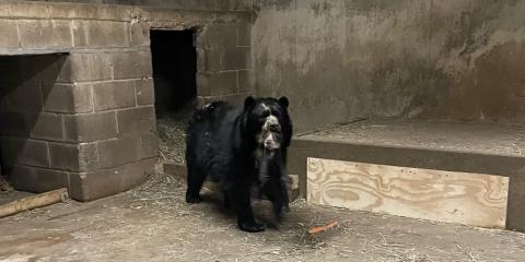 Female Andean Bear Brienne carries one of her male, 6-week-old cubs out of the den into a larger indoor area. 