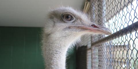 Ostrich Linda behind-the-scenes at the Cheetah Conservation Station.