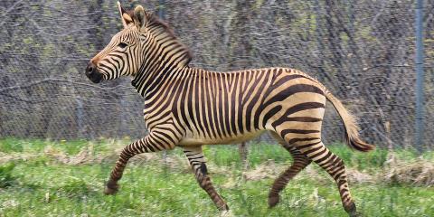 Zebra running through a field