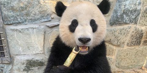 Giant panda cub Xiao Qi Ji snacks on a piece of sugar cane outside the Panda House.