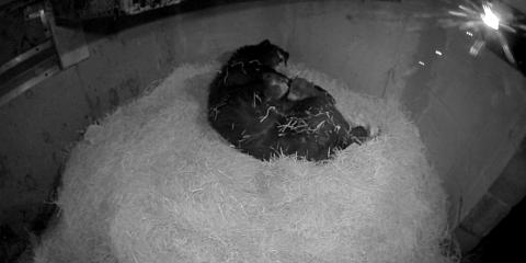 Andean bear Brienne and cubs in her den.