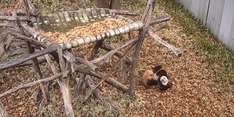 Giant panda cub Xiao Qi Ji rolls down the hill in his outdoor habitat on Jan. 19, 2023.
