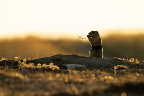 Photo of a prairie dog eating a blade of grass against the backdrop of the American prairie.