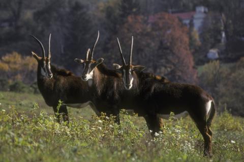 Sable antelope at the Smithsonian Conservation Biology Institute in 1999. Three sable antelope standing in a field.