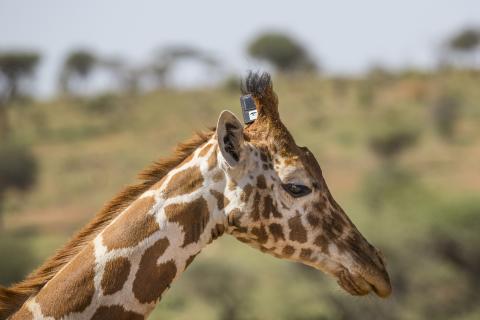 Giraffe with satelite tracking device. Photo courtesy of Ken Bohn, San Diego Zoo Global. 