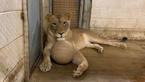 Enrichment comes in many forms, including toys. Not every cat enjoys playing with these durable balls, but once Amahle has one, she won't let it go. Amahle, the Zoo's 6-year-old female lion, lays with one of the enrichment balls in an indoor enclosure.