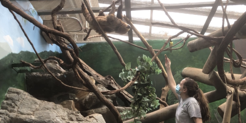 Male two-toed sloth, Vlad, hangs by all four feet from the top of his exhibit. His head is tilted toward keeper, Ann, who is standing below and to the right of Vlad. Ann has a piece of food in her right hand, which is raised up toward Vlad.