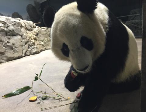Bei Bei 