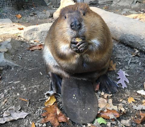 North American beaver Birch snacks on his favorite food, corn, at the American Trail exhibit. 