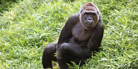 Western Lowland Gorilla Calaya