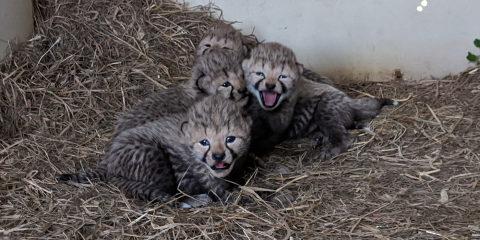 Echo's four cheetah cubs in their new den. four cheetah cubs in hay