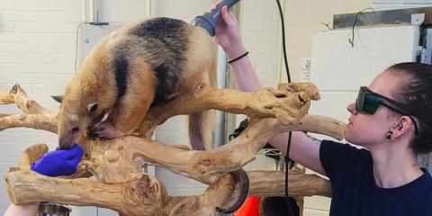 Veterinary technologist Alana Frum conducts photobiomodulation therapy treatment on a tamandua at the Small Mammal House
