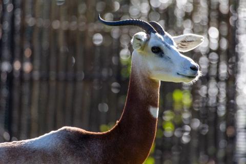 Female dama gazelle Zafirah at the Cheetah conservation Station. Profile of dama gazelle Zafirah at the Cheetah Conservation Station.