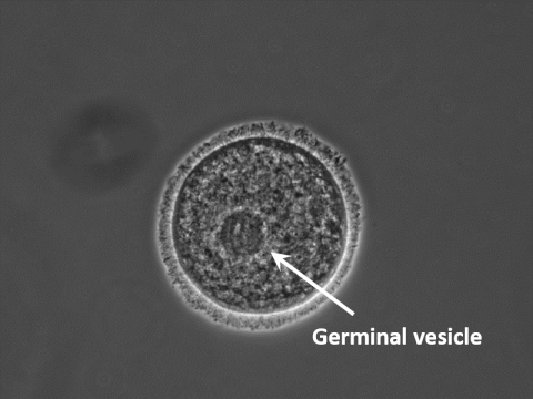 Domestic cat oocyte (egg)
