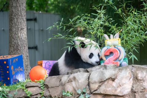 The Smithsonian’s National Zoo and Conservation Biology Institute celebrated giant panda cub Xiao Qi Ji’s (SHIAU-chi-ji) second birthday on Saturday, Aug. 21. Giant panda cub Xiao Qi Ji approaches an ice cake with a giant red 2 in front and bamboo coming out the back. The cake is sitting in the outdoor yard on a rock formation. Xiao Qi Ji's nose is inches away from the cake. There are decorated boxes behind him