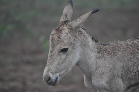 This Persian onager foal was born at the Smithsonian Conservation Biology Institute in 2015. Three foals are due to arrive in summer 2019. Persian onager calf born in 2015.
