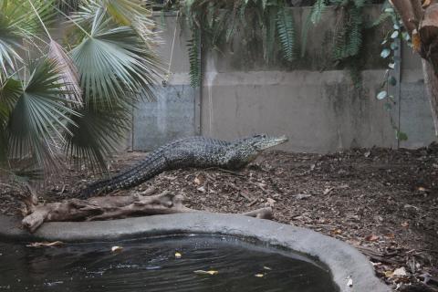 Cuban crocodile nesting 