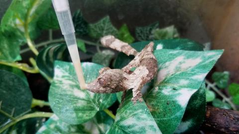 A baby leaf-tailed gecko sitting on a leaf laps up medicine from a syringe with its tongue