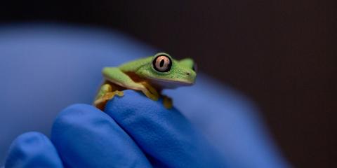 Lemur leaf frog sitting on a blue glove.
