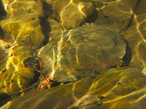 A wood turtle blends in with the surrounding rocks at the bottom of a stream. (Photo: Smithsonian Conservation Biology Institute) A wood turtle at the bottom of a stream, blending in with the surrounding rocks.