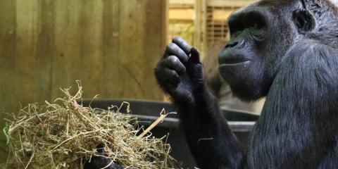 Calaya gathers Timothy hay and wood wool for her nest.