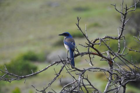 Island scrub-jay. Photo courtesy of Cameron Ghalambor. 