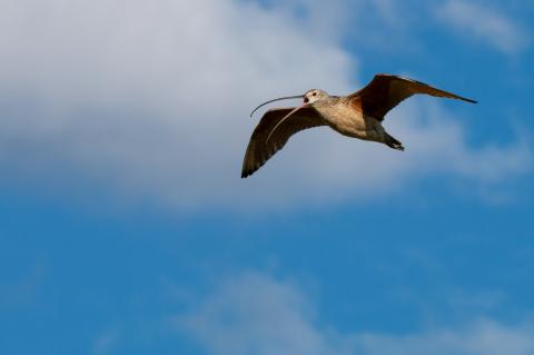 A bird called a long-billed curlew flies across a blue sky. Its wings are outstretched and its long, thin, curved bill is open.