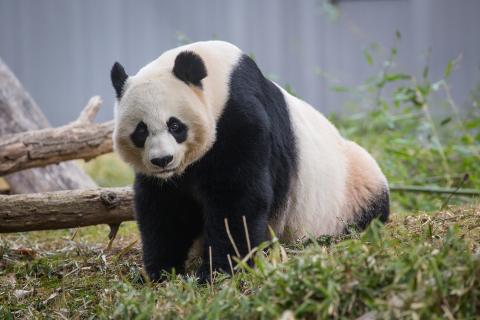 Giant panda Mei Xiang at the Smithsonian’s National Zoo. Photo: Skip Brown, Smithsonian’s National Zoo giant panda mei xiang in her yard