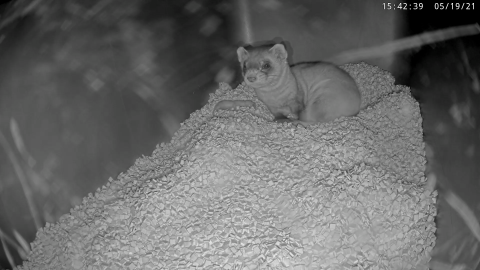 Black-footed ferret mom Potpie and her newborn kit on the Black-footed Ferret Cam livestream