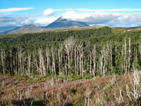 A recently burned forest at the base of a mountain. The forest is burnt in the foreground and gets progressively greener in the background toward the mountain.