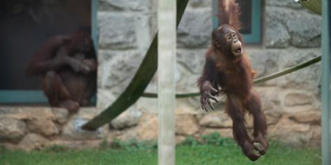 Orangutan Redd, who turned 3 years old Sept. 12, 2019, swings on a rope at Think Tank.