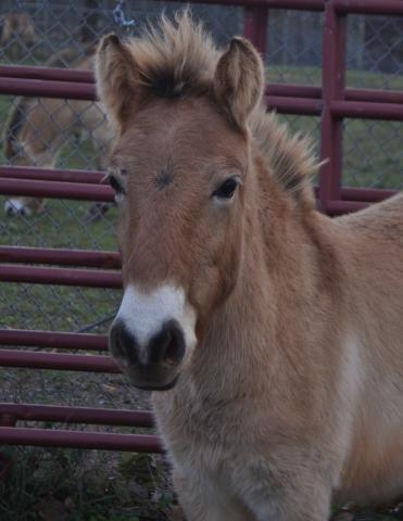 Przewalski's horse colt Zygmund 