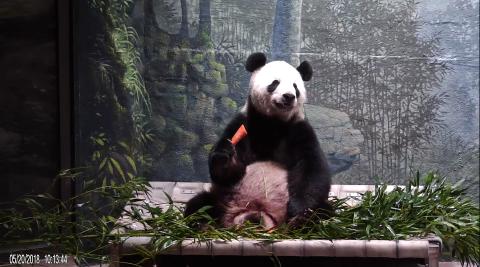 Tian Tian on hammock 