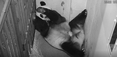 Giant Panda Mei Xiang holds her cub gently in her mouth as she readjusts her position.