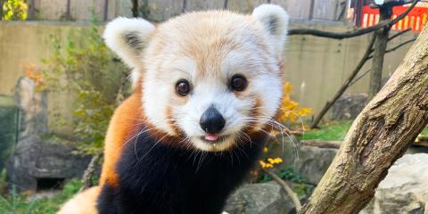 Close-up of red panda Chris-Anne's face.