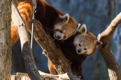 Red pandas