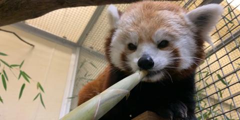 Red panda Asa eating a bamboo shoot at Asia Trail.