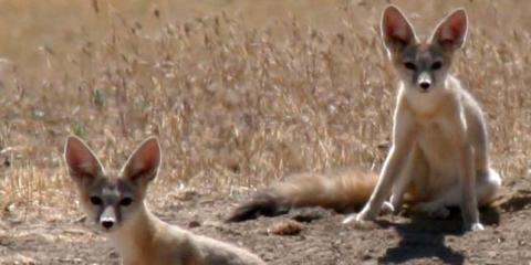 San Joaquin Kit Foxes