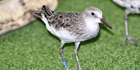 A sanderling walks on green turf next to a driftwood log.