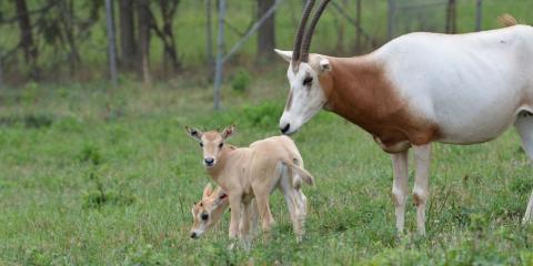 Two scimitar-horned oryx calves.