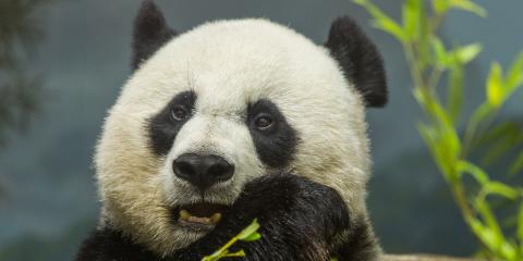 Mei Xiang 