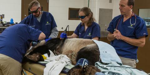 Tian Tian receiving a full veterinary exam. 