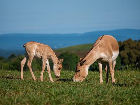A Persian onager foal and its mother grazing. A Persian onager foal (left) and its mom (right) bend their heads to eat grass.