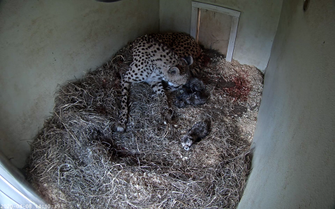 Animal care staff at the Smithsonian Conservation Biology Institute welcomed a litter of cubs to mother Echo April 8. Photo: Smithsonian Conservation Biology Institute A female cheetah cub lays on a bed of hay in a den where she has just given birth to three cubs. The three small, newborn cheetah cubs can be seen around her in the hay.