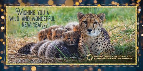 Rosalie and her cubs made the cover of the Smithsonian's National Zoo and Conservation Biology Institute's New Year greeting card. A cheetah mom with five cubs tucked in next to her. The text reads "Wishing you a wild and wonderful new year!"