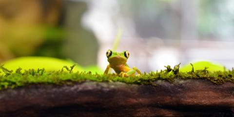 Lemur leaf frog on exhibit at the Smithsonian's National Zoo. 