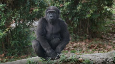 Western lowland gorilla Moke sits atop a log in the Great Ape House outdoor yard.