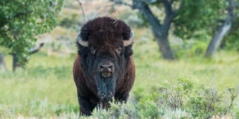 American bison on the American Prairie Reserve in Montana. 